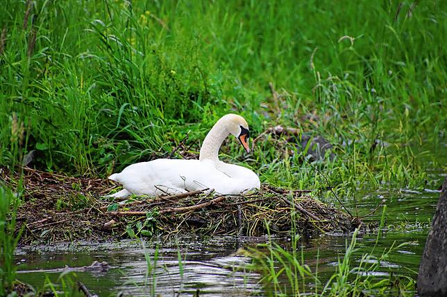 Dieser Schwan brütet direkt am Bodenseeufer – und kommt dabei dem Wasser sehr nahe.