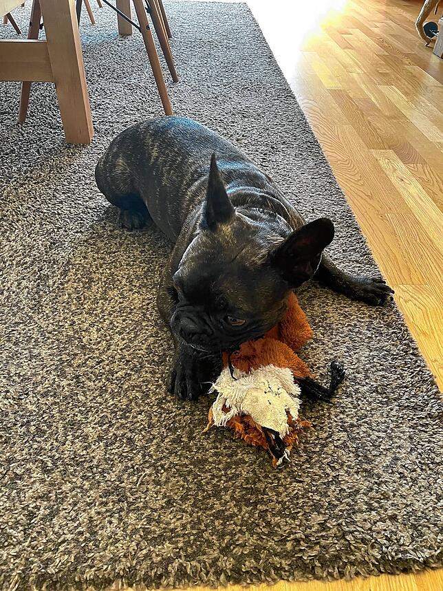 Hund Oscar auf dem Teppich im Esszimmer mit einem seiner Lieblingsspielzeuge.