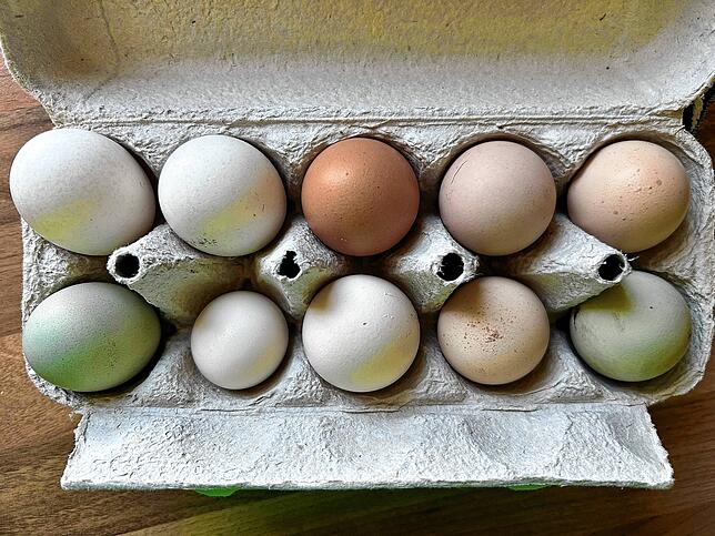 Vielfalt im Eierkarton: Alle diese Eier stammen von den Hühnern der Familie Ganschow. Das kleinste wiegt 22 Gramm, das größte genau ...