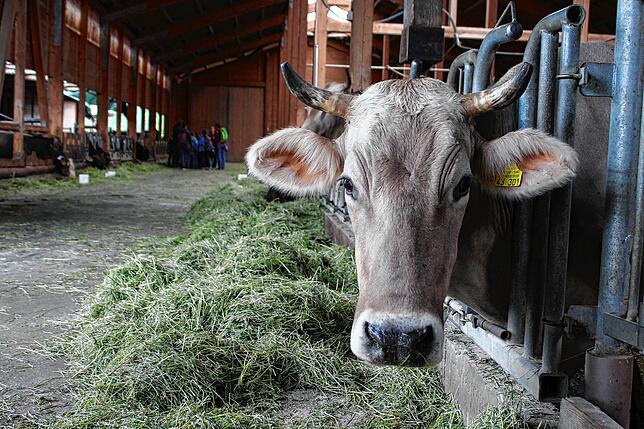 Der Biohof Wolpold ist zertifizierter Lernort Bauernhof. Jede Woche kommen Schulklassen – wie hier im Hintergrund – um zu ...