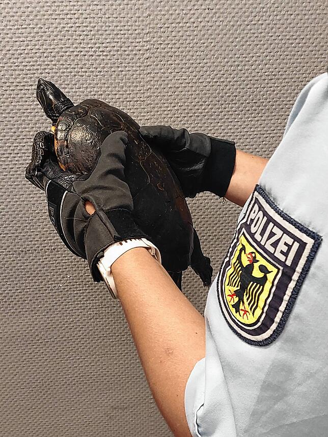 Passanten hatten sie den Beamten gebracht. Inzwischen ist die Schildkröte im Tierheim.
