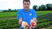 Eine blasse und sehr gemischte Bilanz: Obstbauer Thomas Romer zeigt die Schäden, die der Dauerregen bei den Erdbeeren angerichtet hat.