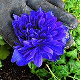 Auch diese gefüllte Anemone gehört zu den neuen Sorten.