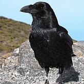 (Archivbild) Kolkraben sind Rabenvögel mit einer Größe von 54 bis 67 Zentimetern. Weil sie mit ihren Schnäbeln junge oder geschwächte ...