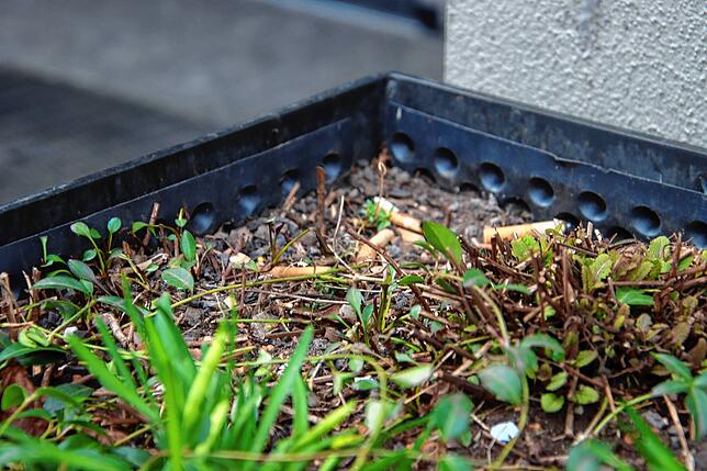 Da war der Weg zum Mülleimer wohl zu weit: Vor dem Radolfzeller Rathaus wurden Zigaretten in einen Blumenkübel geworfen.