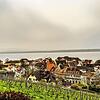 Der Saharastaub hat schon Anfang April am Bodensee für Verfärbungen des Himmels gesorgt – hier ist Meersburg zu sehen.
