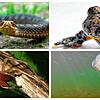 Gifttiere in Deutschland. Bild: SK-Collage; dpa (3), Metalmike &ndash; wikimedia commons