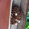 Mitunter suchen sich Wespen im Sommer für Menschen ungünstige Orte zum Bau ihres Nests, wie hier an der Innenseite eines Dachfensters. ...