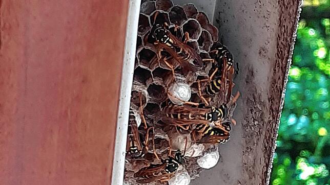Mitunter suchen sich Wespen im Sommer für Menschen ungünstige Orte zum Bau ihres Nests, wie hier an der Innenseite eines Dachfensters. ...