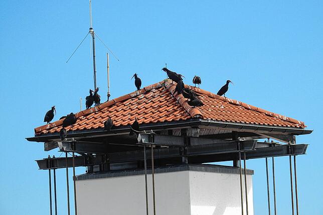 Gleich mehrere Waldrappe sitzen in der neuen Salemer Mitte auf dem Schlauchtrockenturm der Feuerwehr.