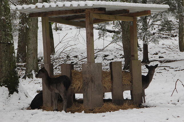 Ein Besuch im Wildgehge ist eine gute Gelegenheit, heimische Wildtiere aus geringer Distanz zu betrachten.