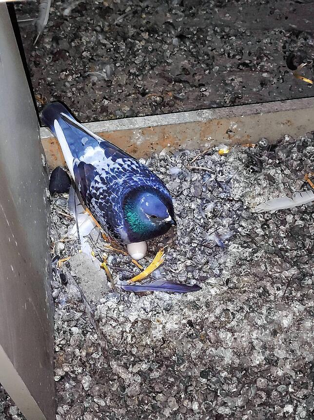 Diese Taube nistet auf dem Dachboden der Färberstraße 12.