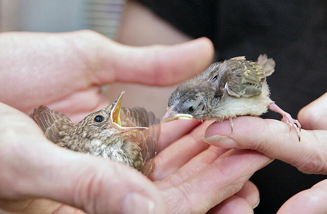 Diese beiden Nestlinge, ein Baumläufer (links) und ein kleiner Spatz, werden in der Villinger Vogelstation zusammen mit zahlreichen ...