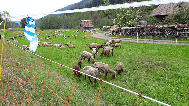 Hier sollen die Schafe sicher vor dem Wolf sein: Ein 90 Zentimeter hoher Weidenzaun, auf dem eine Stromspannung von mindestens 4000 Volt ...