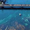 (Archivbild) Hier im April 2025 fließt nicht so viel Wasser in den Seerhein. Im Februar 1549 soll das Wasser aber sogar in die ...