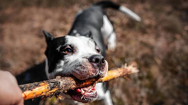 Der American Staffordshire-Terrier (hier ein Symbolbild, es hat nichts mit dem Rottweiler Vorfall zu tun) hat eine höhere ...