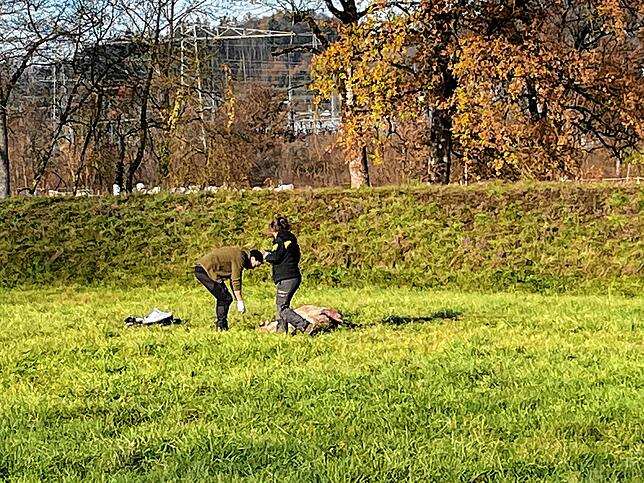 Experten untersuchten die in Gurtweil gerissenen Schafe.