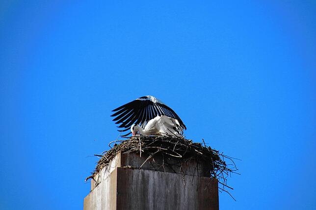 Bild 11: Traute Zweisamkeit: Die Störche Hans und Nelli II sind wieder in ihr Nest in der Oberstadt zurückgekehrt