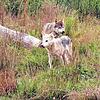 Stolze 51 Kilo wog der letzte Baaremer Wolf, der 1805 in den Immendinger Bergen von fürstlichen Jägern erlegt wurde. Dieser Isegrim ...