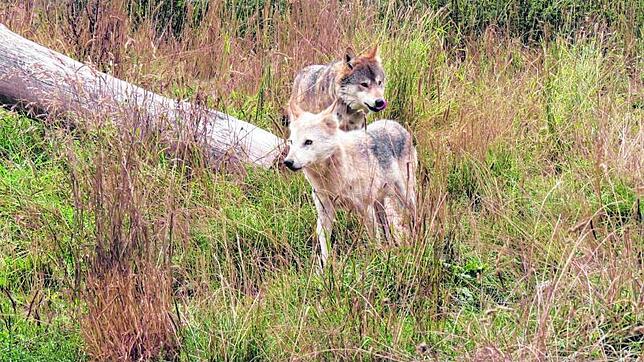 Stolze 51 Kilo wog der letzte Baaremer Wolf, der 1805 in den Immendinger Bergen von fürstlichen Jägern erlegt wurde. Dieser Isegrim ...