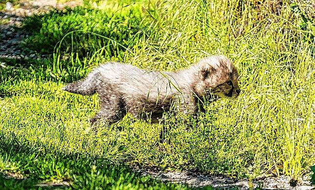 Vier junge Geparden sind am 19. Mai im Zoo Basel zur Welt gekommen. Schon nach sechs Wochen haben sich die Kleinen aus ihrer Höhle getraut.