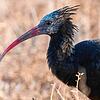 Knubbel bei ihrem Aufenthalt in Spanien. Das Waldrapp-Weibchen war eine Ausnahmefliegerin. Bei ihrem Flug legte sie eine Strecke von 760 ...