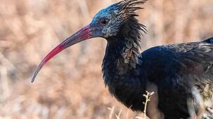 Knubbel bei ihrem Aufenthalt in Spanien. Das Waldrapp-Weibchen war eine Ausnahmefliegerin. Bei ihrem Flug legte sie eine Strecke von 760 ...