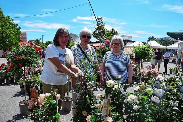 Bild 10: Ein Markt rund um die Rose: Nöggenschwieler Rosentage zeigt sich in Blütenpracht