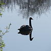 Täuschend echt und richtig stolz schwimmt der schwarze Schwan friedlich auf dem Kofenweiher herum. Er und seine drei Artgenossen sollen ...