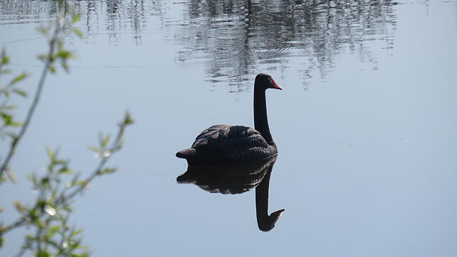 Täuschend echt und richtig stolz schwimmt der schwarze Schwan friedlich auf dem Kofenweiher herum. Er und seine drei Artgenossen sollen ...