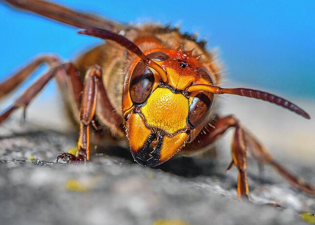 Auch die Hornisse zählt zu den Wespen. Sie gilt als die größte Vertreterin der Art und ist meist friedfertiger als viele ihrer Verwandten.