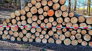 Nach den Forstarbeiten im Tiefental stapeln sich die Baumstämme.