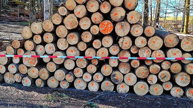 Nach den Forstarbeiten im Tiefental stapeln sich die Baumstämme.