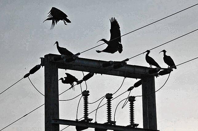 Ungesicherte Stromleitungen sind für die Jungvögel eine besondere Gefahr.