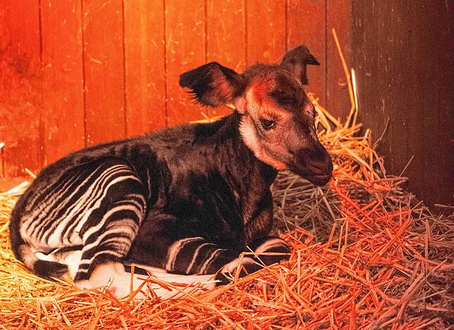 Der Okapi Nachwuchs im Stroh.