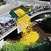 Start zu 24. Entenrennen der Round Table 76 VS. 6.500 gelbe Plastikenten stürzen kopfüber von der Inselhofbrücke in die Brigach.