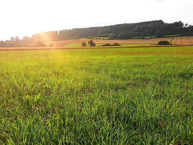 Die Sonne fällt auf die sattgrünen Wiesen entlang der Ablach.