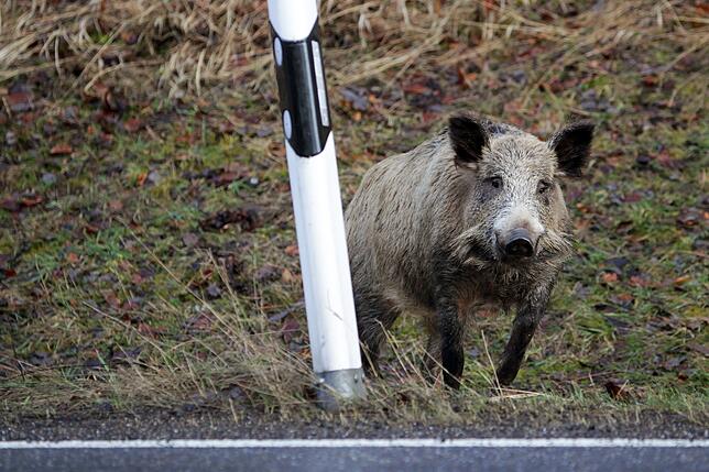Zunehmende Landnutzung, gestiegener Straßenverkehr oder die erhöhte Nutzung des Menschen der Natur zu Erholungszwecken, machen es den ...