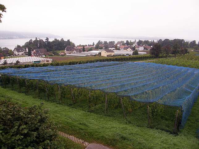 Die Weinlese auf der Insel Reichenau hat begonnen, doch ihr Erfolg ist vom Wetter abhängig. Hier sind die Weinreben am West- und Südhang ...