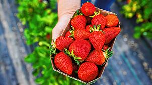 Die Schale Erdbeeren gibt es aktuell zu den wohl günstigsten Preisen der Saison.