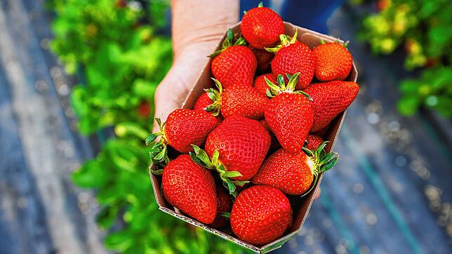 Die Schale Erdbeeren gibt es aktuell zu den wohl günstigsten Preisen der Saison.