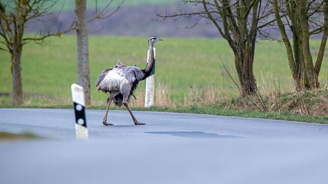 Weggelaufen ist der Laufvogel wohl nicht. (Symbolbild)