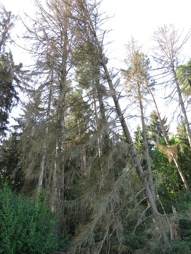 Einzelne Nester oder auch flächendeckend – der Befall von Bäumen durch Borkenkäfer ist in Geisingen immens.