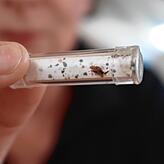 Probe-Röhrchen mit lebenden Bettwanzen. Die erwachsenen Tiere sind so groß wie ein Apfelkern, die Jungtiere wesentlich kleiner. Bilder: ...