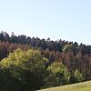 Es ist nicht der Herbst, der den Wutöschinger Wald verfärbt. Der Borkenkäfer wütet und vernichtet, alle rot verfärbten Bäume sind ...