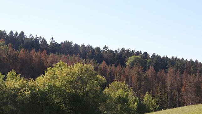 Es ist nicht der Herbst, der den Wutöschinger Wald verfärbt. Der Borkenkäfer wütet und vernichtet, alle rot verfärbten Bäume sind ...