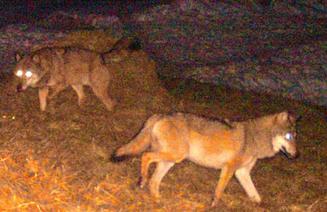 Eine Wildkamera nimmt im Februar 2023 am Schluchsee zwei Wölfe auf. Nach Einschätzung von Experten könnte das Pärchen das erste Rudel in ...