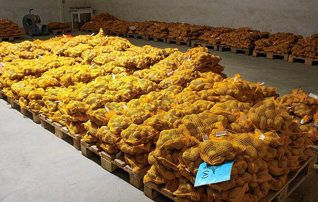Hier sind die Kartoffeln für den Verkauf gerichtet. Sie werden vorher in einem 4,8 Grad kühlen Lager aufbewahrt.
