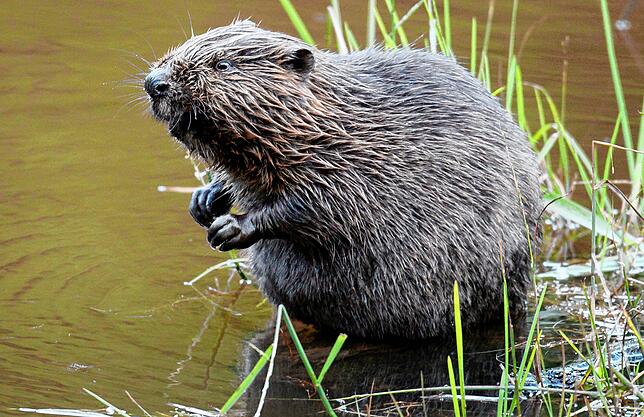 Ein Biber sitzt im Wasser. Viele schätzen den Nager, weil er durch seine Bautätigkeit den Wasserhaushalt reguliert. (Symbolbild)