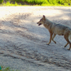 Der Paarungsbeweis: Eine Fähe (weiblicher Wolf) mit ausgeprägten Milchdrüsen. Ein Wildtierkamera nahm das Bild nahe des Schluchsees auf.